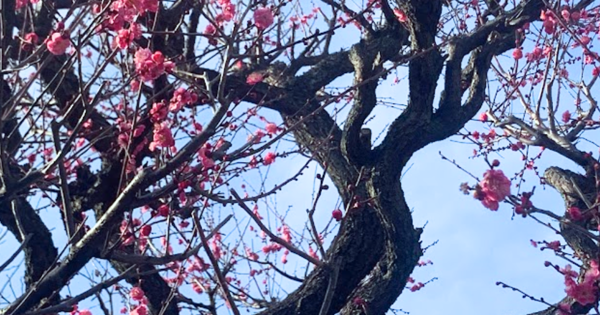 梅の花の気の画像