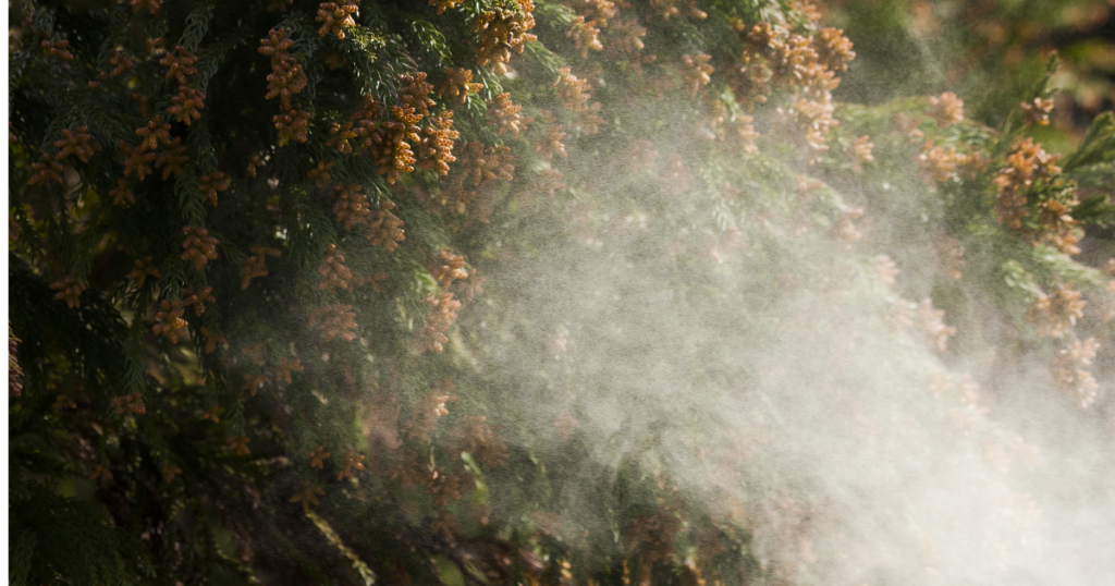 花粉症をイメージするスギ花粉の画像