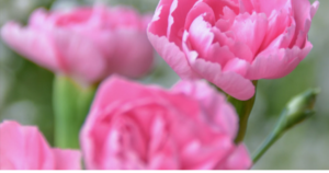 春の揺らぎをイメージする花の画像