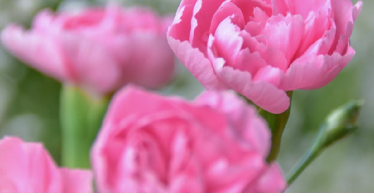 春の揺らぎをイメージする花の画像