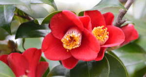 美しく咲き潔く散る。 ピンピンコロリの極意の省庁の花、椿